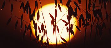 Agriculture