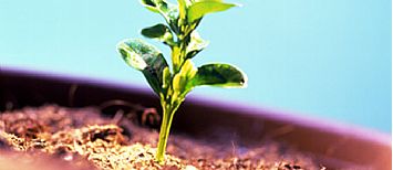 horticulture 